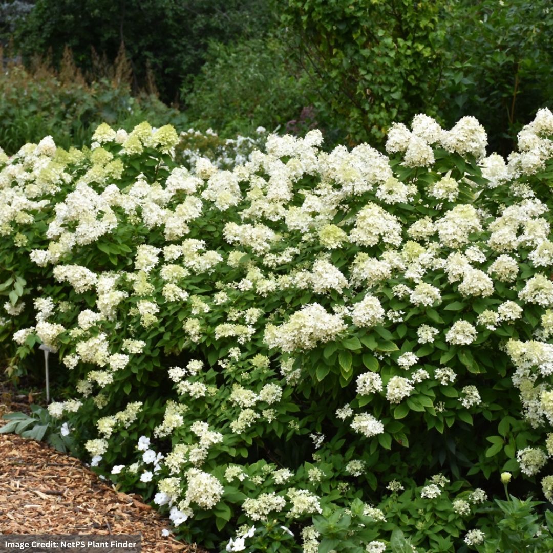 Hydrangea Paniculata – Limelight Prime – #3 Container